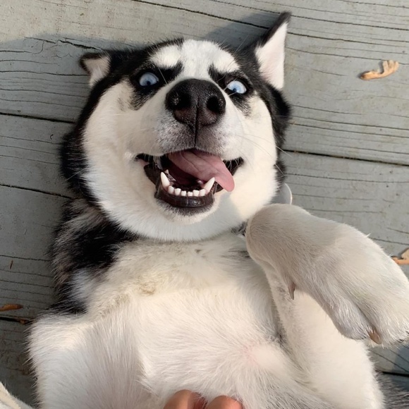 Meet your Posher, Sandy - Picture 5 of 7